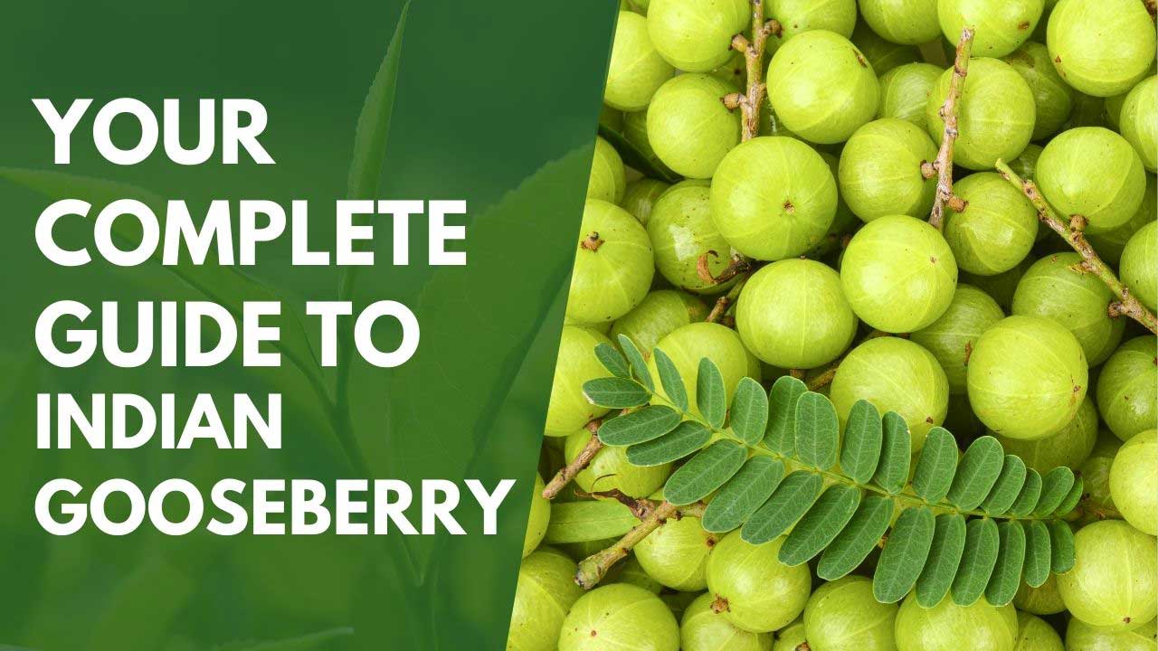 Your Complete Guide to Indian Gooseberry Amla Green
