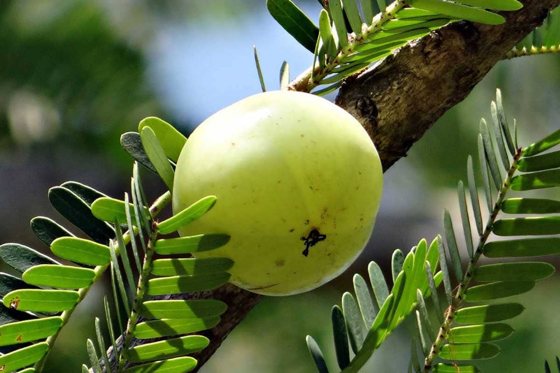 Indian Gooseberry: The Ancient Superfruit Backed by Modern Research