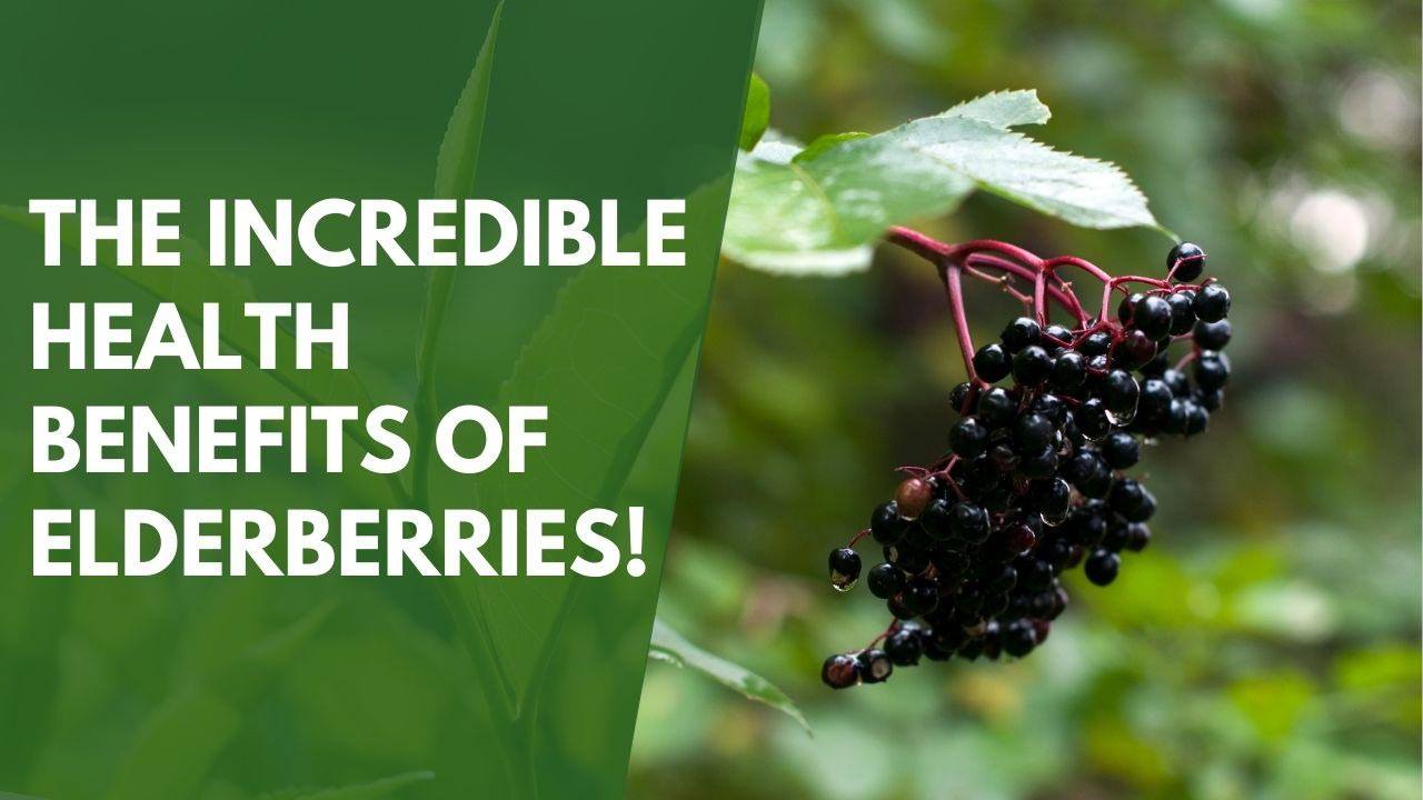 The Incredible Health Benefits of Elderberries!