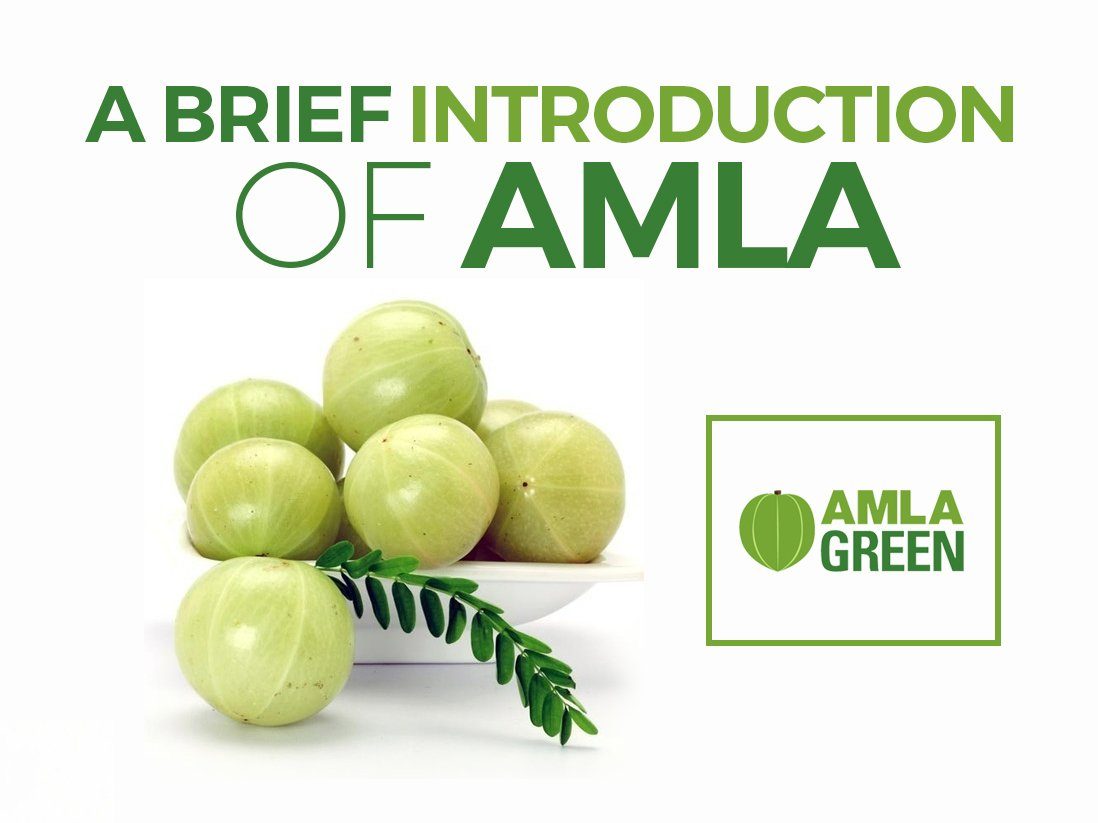 A Brief Introduction Of Amla