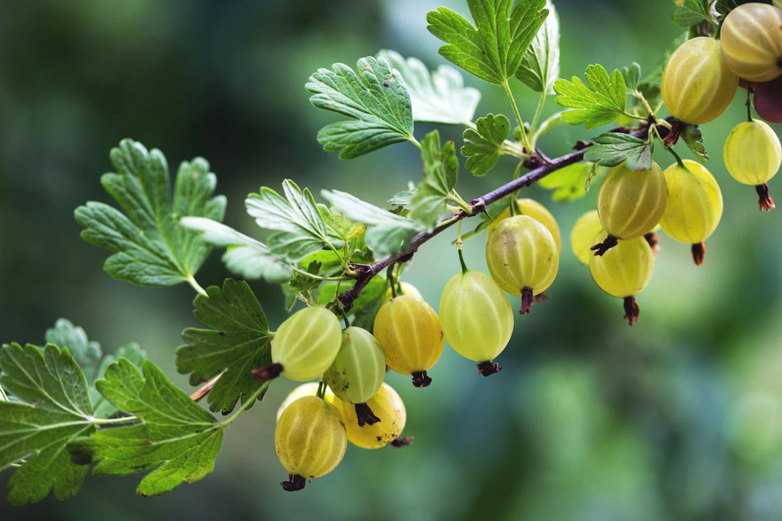 Amla Benefits: 12 Reasons To Try Indian Gooseberries