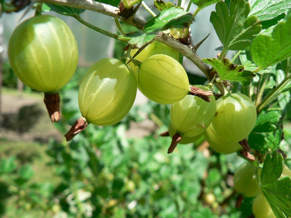 Natural Alternatives To Statins For High Cholesterol