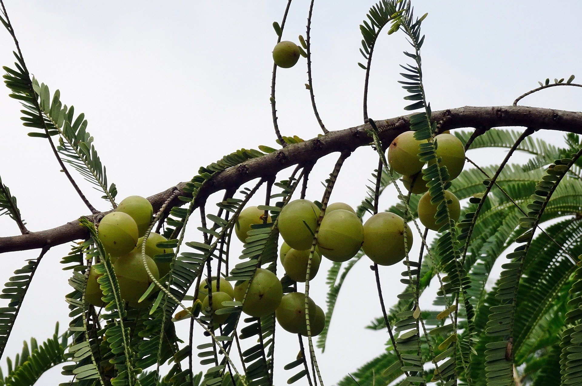 The Powerful Amla Nutrition Facts You're Dying To Know About