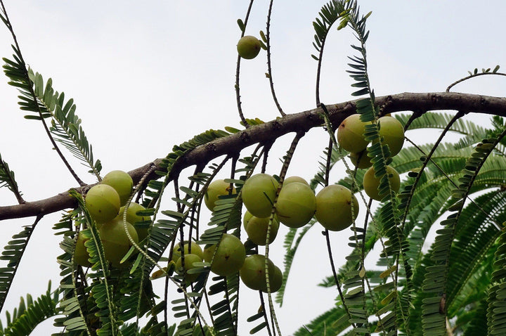 The Powerful Amla Nutrition Facts You're Dying To Know About