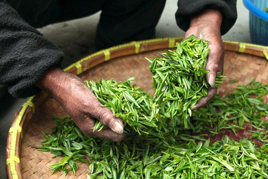 Antioxidant Benefits Of Green Tea